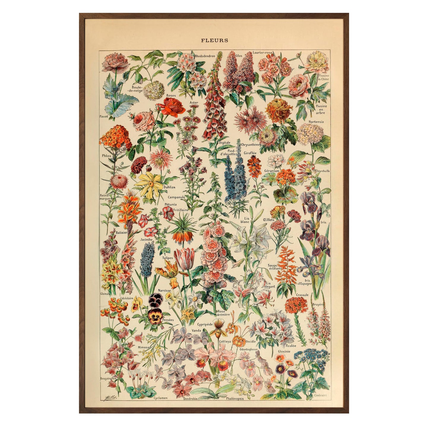 Adolphe Millot Fleurs Pour Tous Framed Print - Masterpiece Print