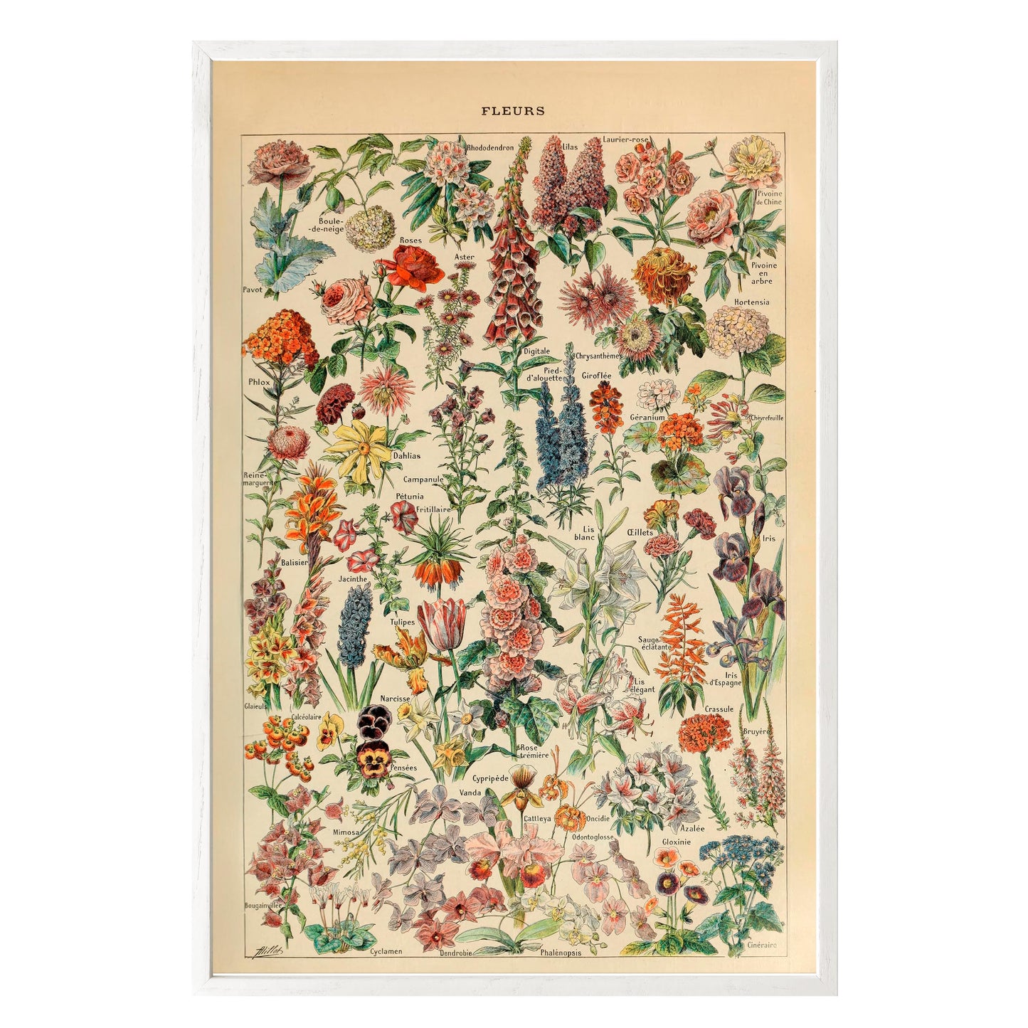 Adolphe Millot Fleurs Pour Tous Framed Print - Masterpiece Print