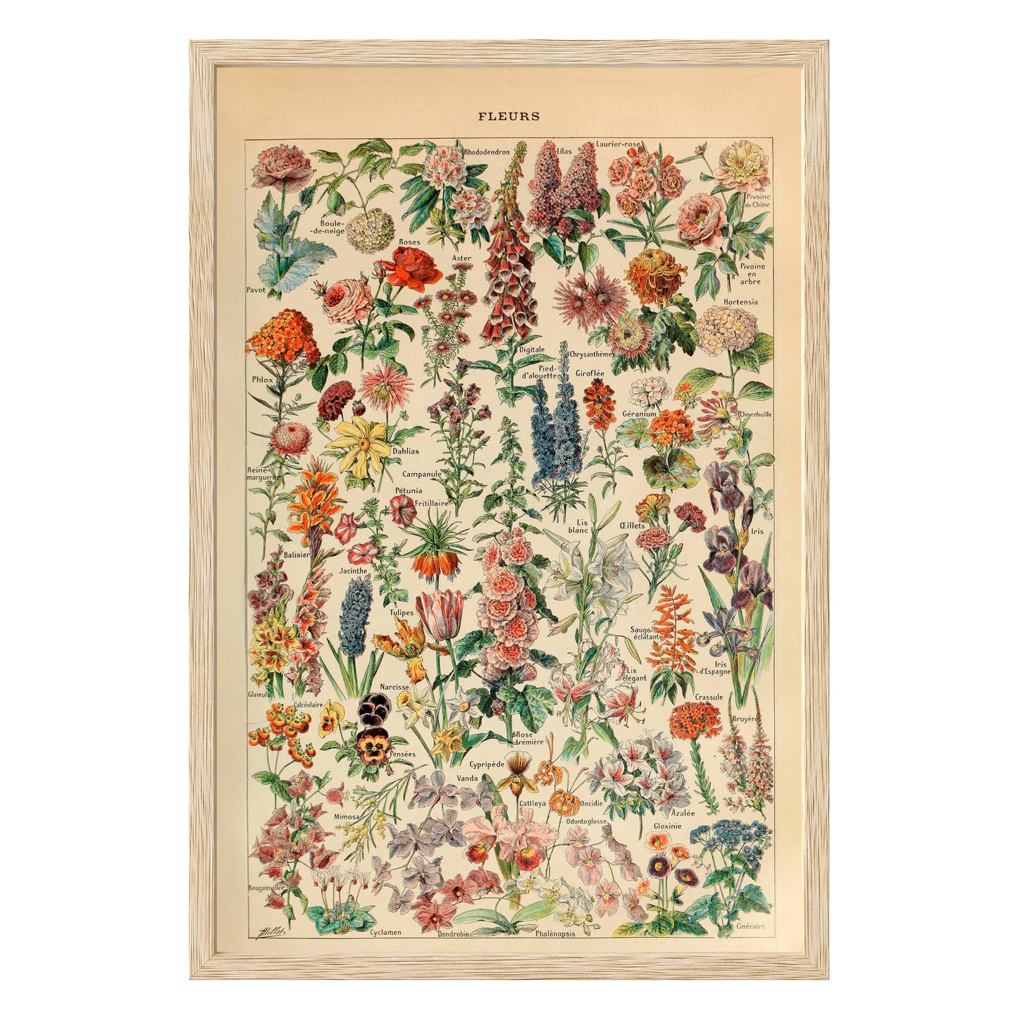 Adolphe Millot Fleurs Pour Tous Framed Print - Masterpiece Print