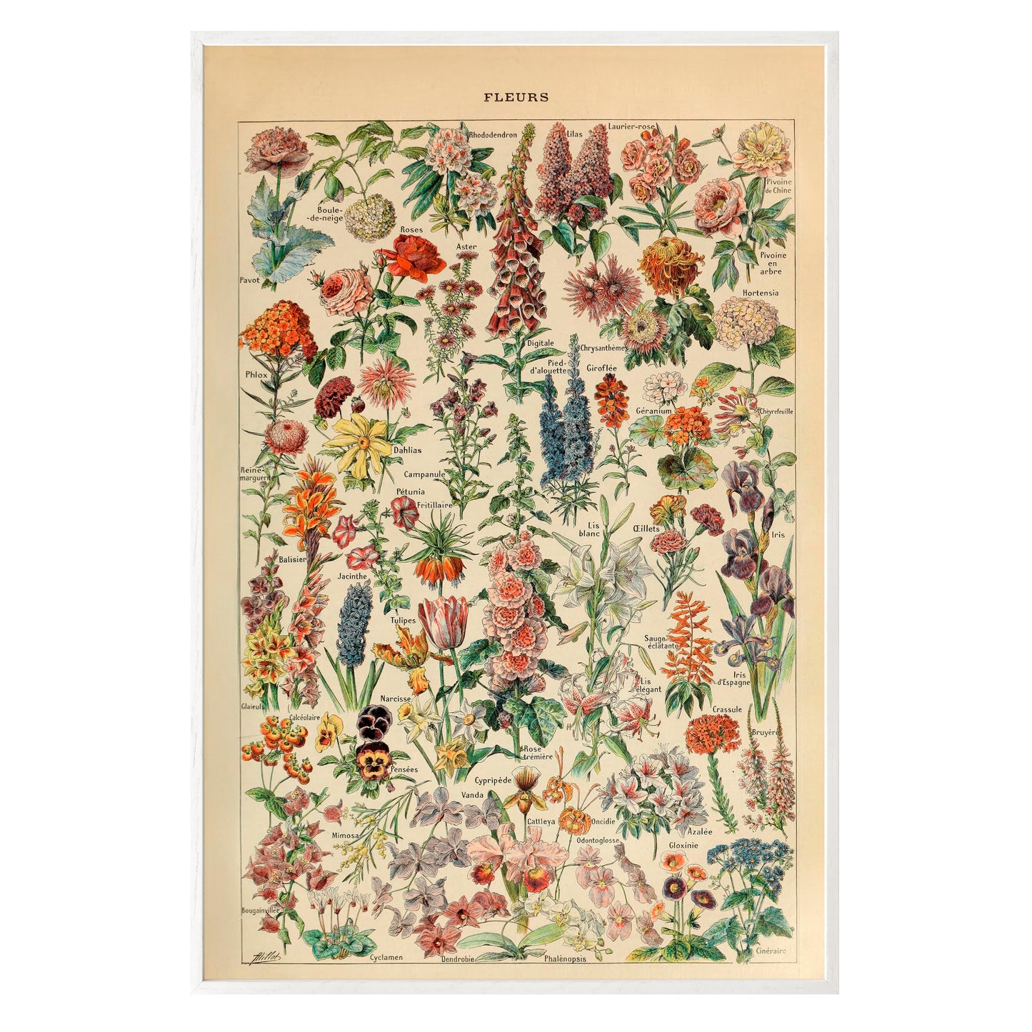 Adolphe Millot Fleurs Pour Tous Framed Print - Masterpiece Print
