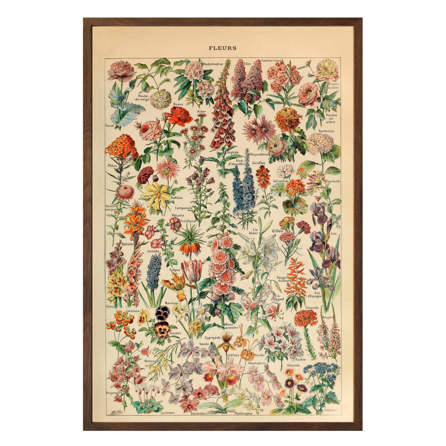 Adolphe Millot Fleurs Pour Tous Framed Print - Masterpiece Print