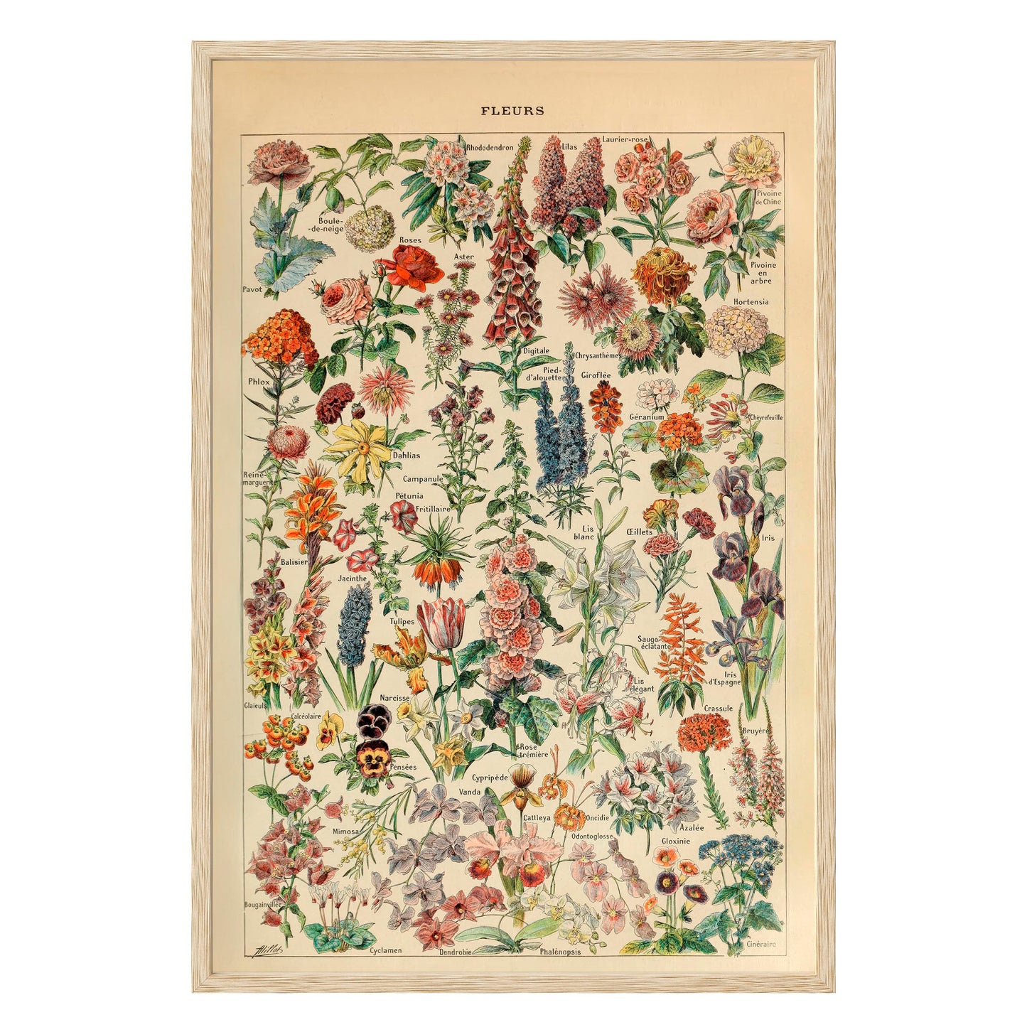 Adolphe Millot Fleurs Pour Tous Framed Print - Masterpiece Print