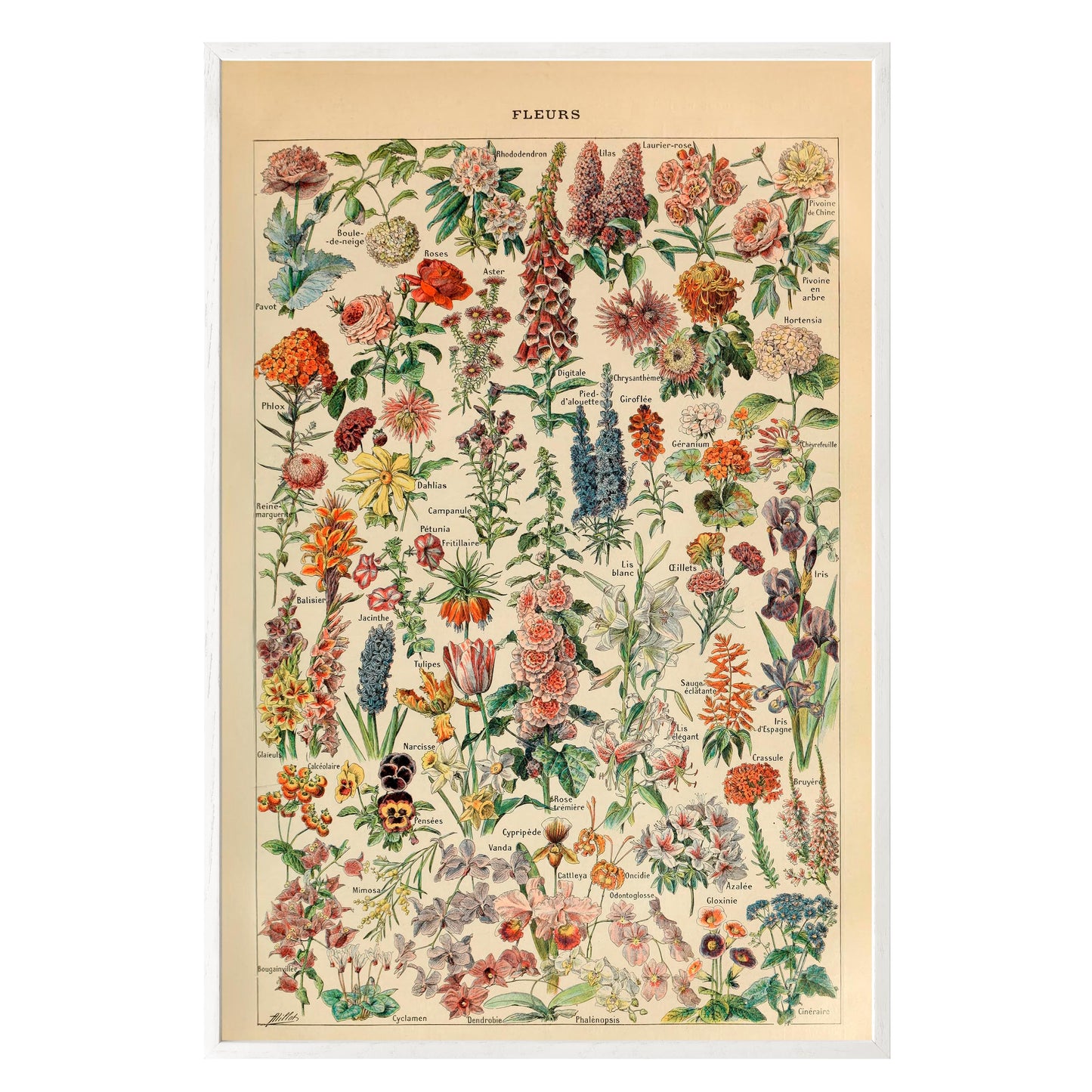 Adolphe Millot Fleurs Pour Tous Framed Print - Masterpiece Print