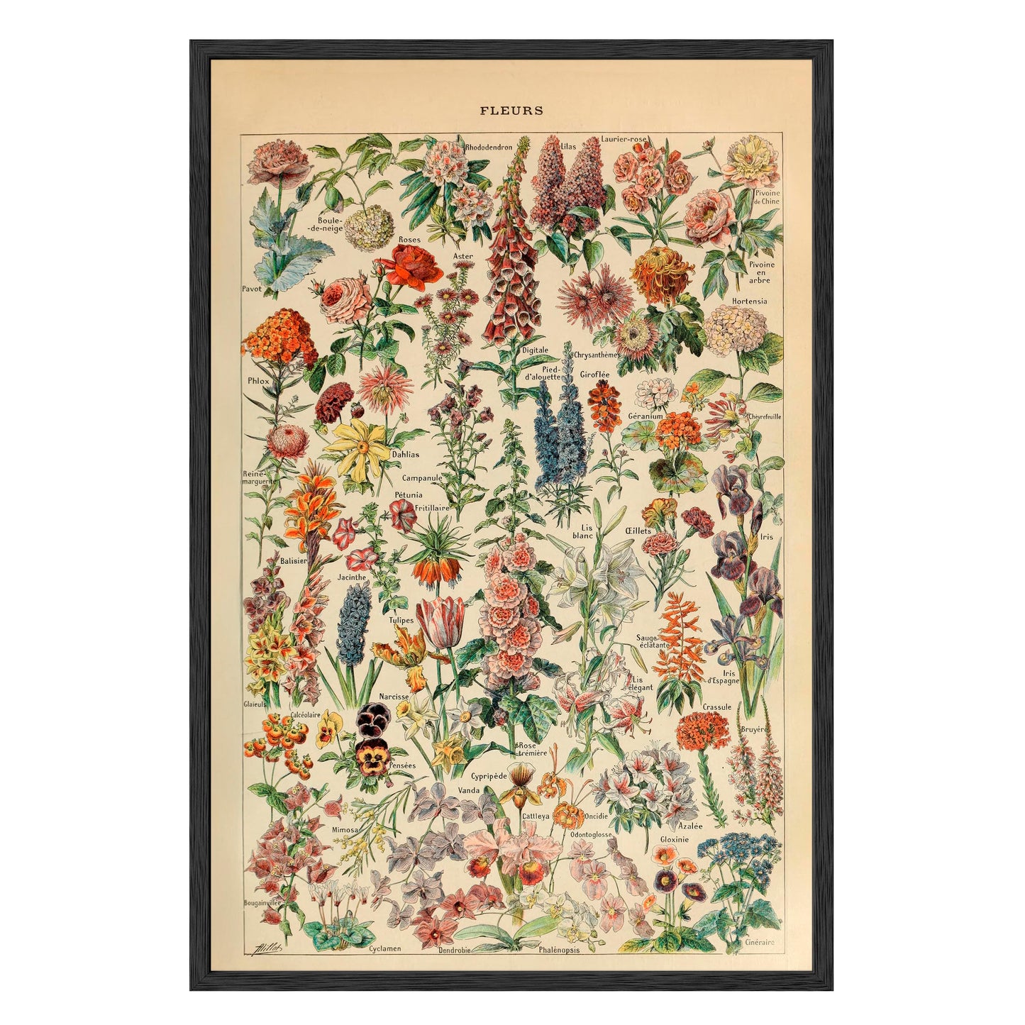 Adolphe Millot Fleurs Pour Tous Framed Print - Masterpiece Print