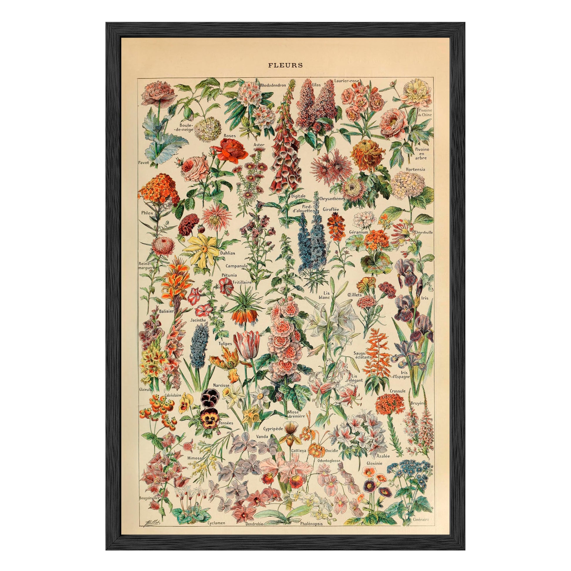 Adolphe Millot Fleurs Pour Tous Framed Print - Masterpiece Print