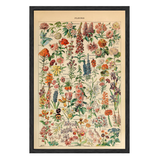 Adolphe Millot Fleurs Pour Tous Framed Print - Masterpiece Print