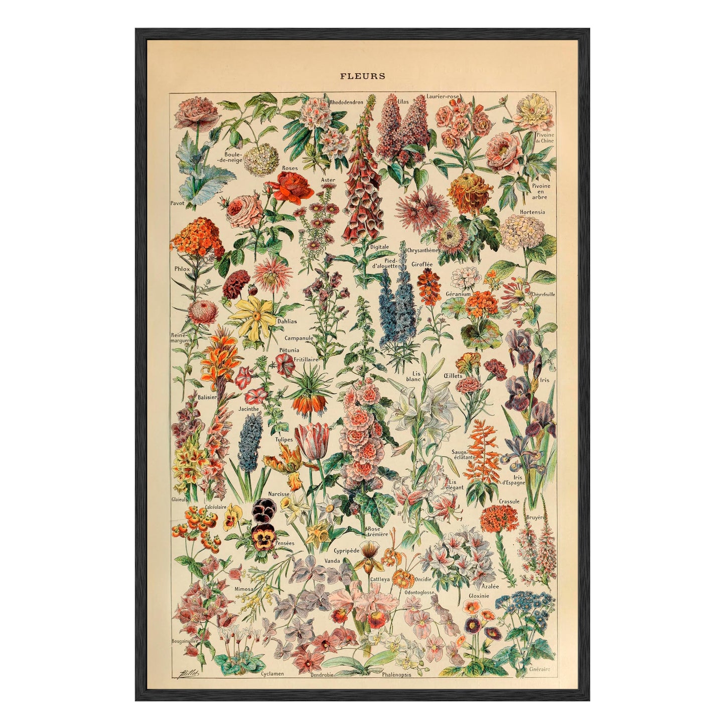 Adolphe Millot Fleurs Pour Tous Framed Print - Masterpiece Print