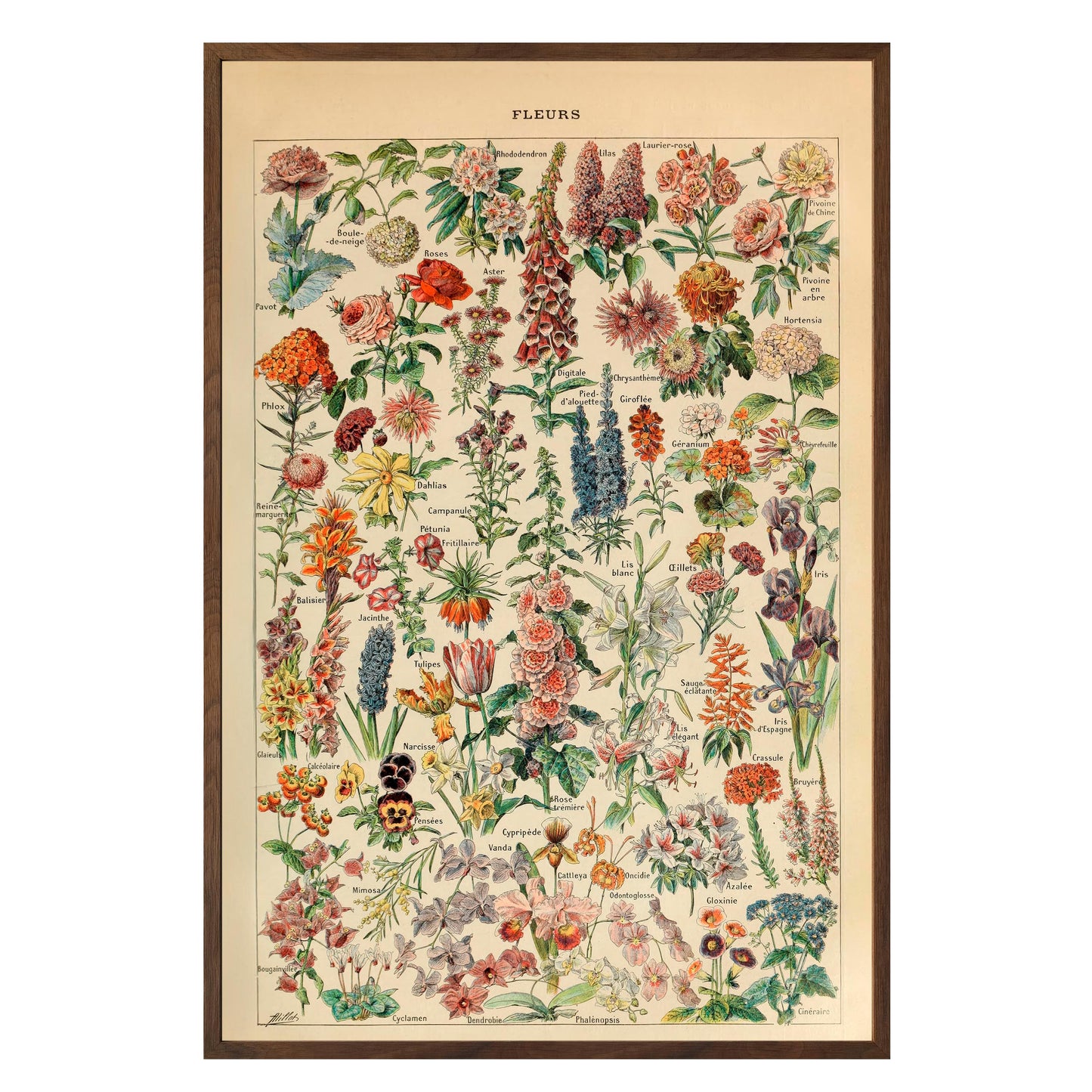 Adolphe Millot Fleurs Pour Tous Framed Print - Masterpiece Print