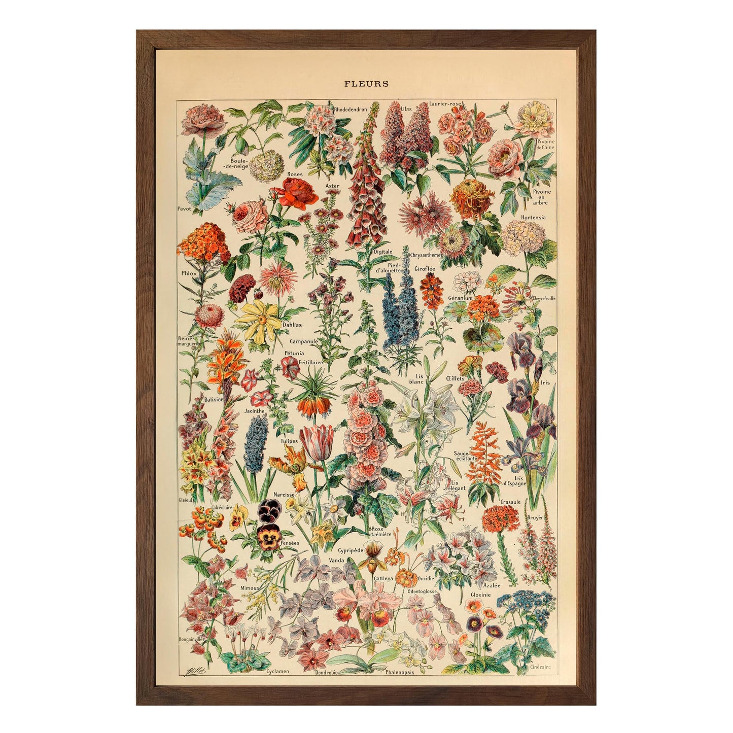 Adolphe Millot Fleurs Pour Tous Framed Print - Masterpiece Print