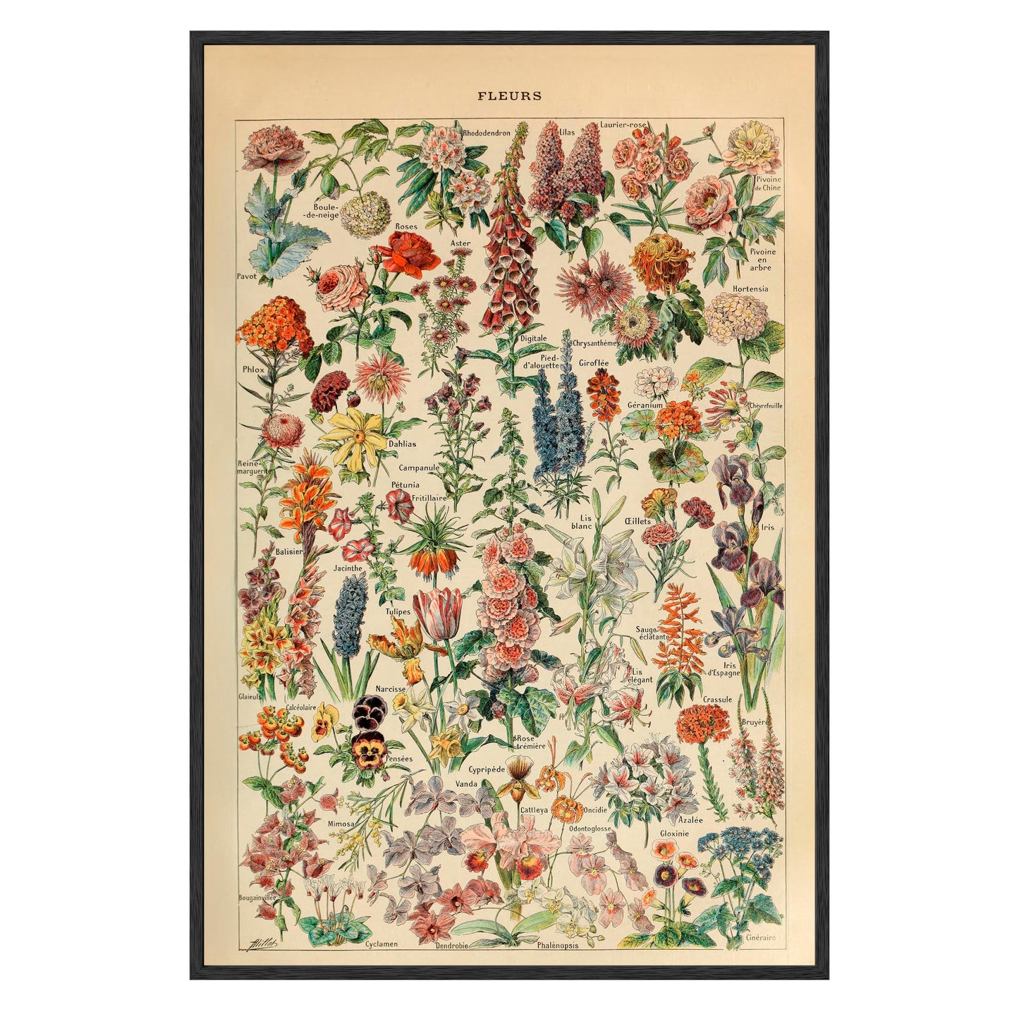 Adolphe Millot Fleurs Pour Tous Framed Print - Masterpiece Print