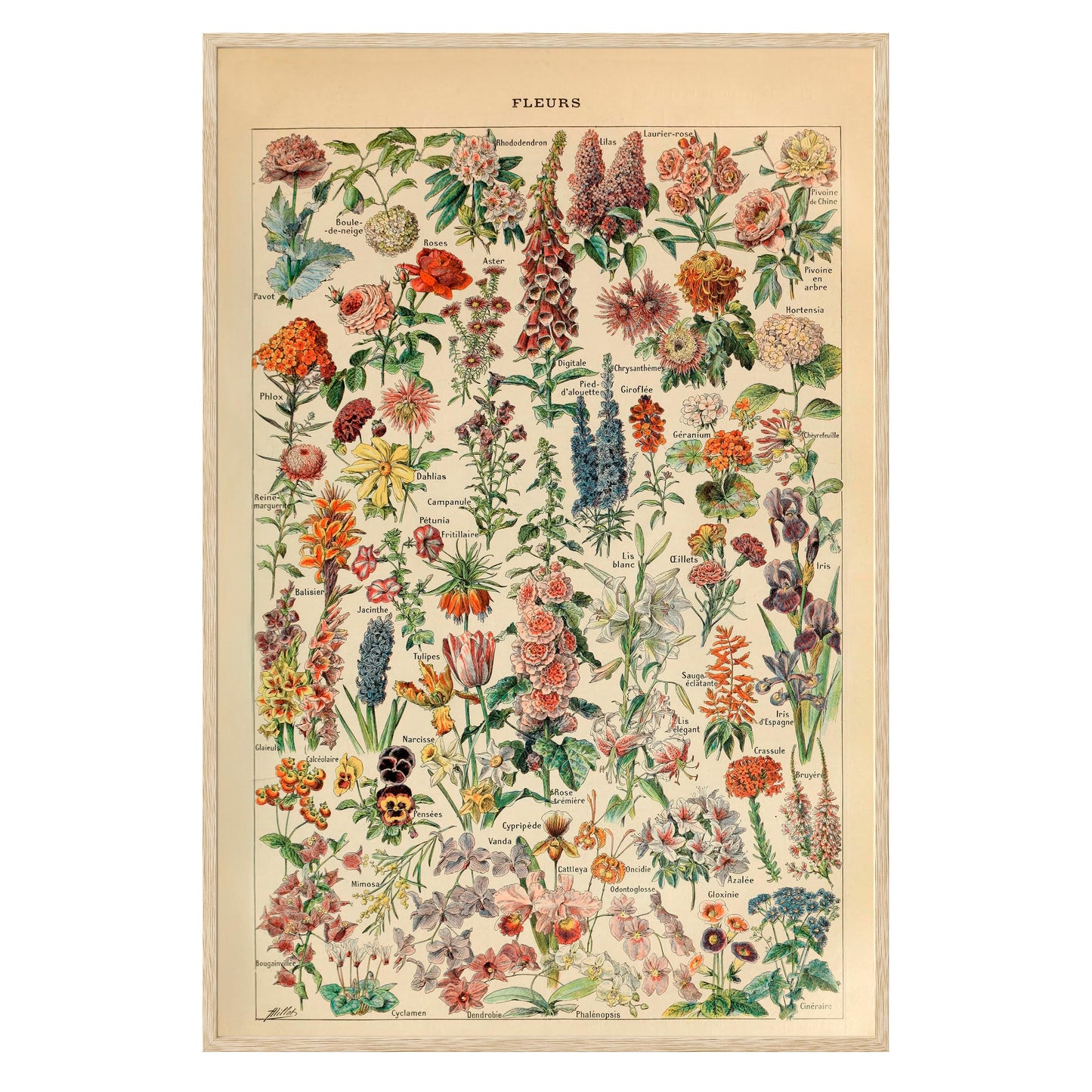 Adolphe Millot Fleurs Pour Tous Framed Print - Masterpiece Print