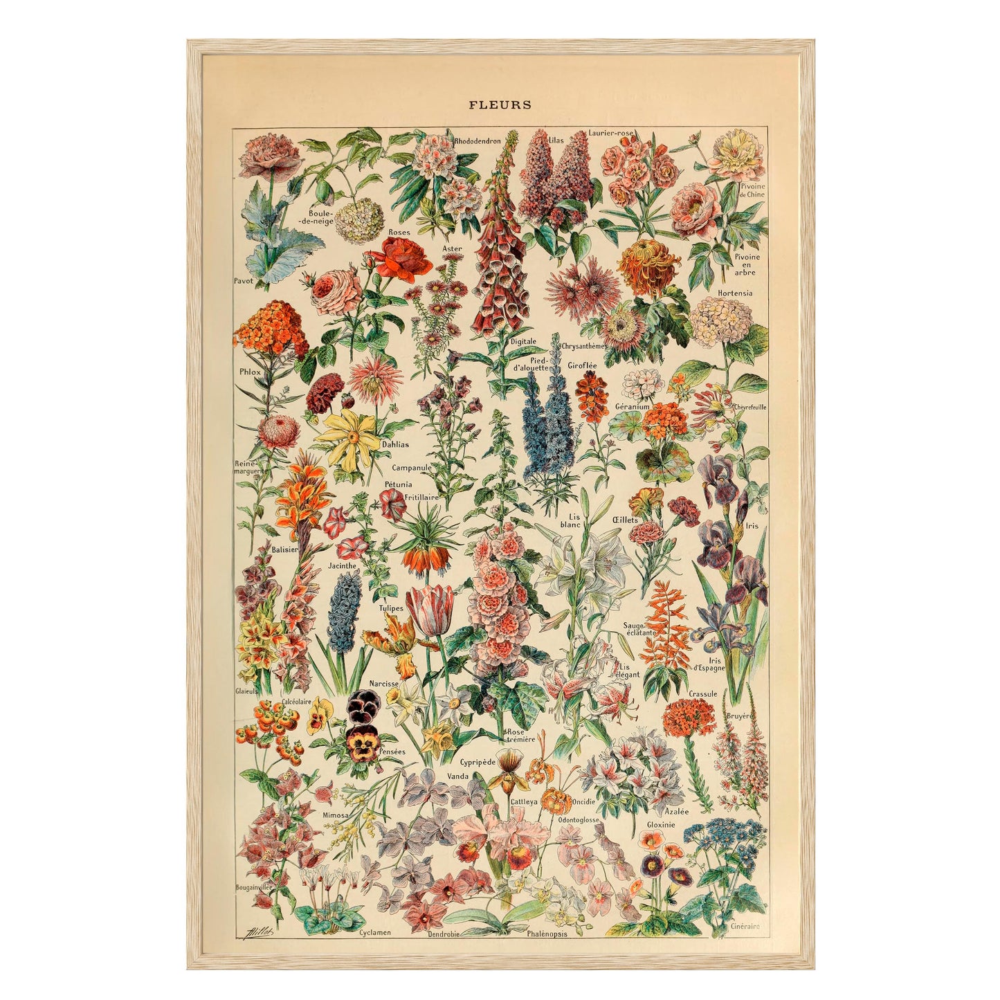 Adolphe Millot Fleurs Pour Tous Framed Print